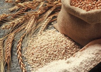 Ku e merr “bukën” Shqipëria?