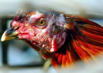 Gripi i shpendëve, zbulohet një vatër në Gjirokastër