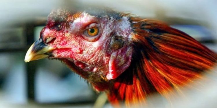 Gripi i shpendëve, zbulohet një vatër në Gjirokastër