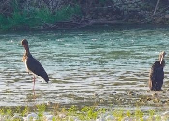 Regjistrimi i shpendëve, tre vrojtime të pazakonta në Gjirokastër, Butrint, dhe Nartë