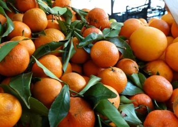 Mandarinat me pesticide/Babai i fermerit të arrestuar: Nuk janë helmuese, i kemi ngrënë të gjithë si familje