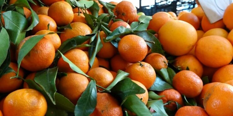 Mandarinat me pesticide/Babai i fermerit të arrestuar: Nuk janë helmuese, i kemi ngrënë të gjithë si familje