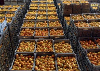 Detaje të reja nga mandarinat me pesticide, dyshohet se janë blerë nga fermerët në Berat e Sarandë