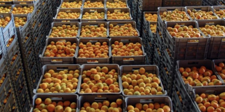 Detaje të reja nga mandarinat me pesticide, dyshohet se janë blerë nga fermerët në Berat e Sarandë