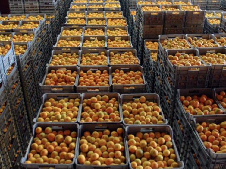 Detaje të reja nga mandarinat me pesticide, dyshohet se janë blerë nga fermerët në Berat e Sarandë