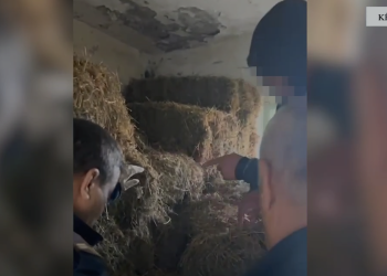 Vodhën një shtëpi në Këlcyrë, dy të arrestuar, arma ishte fshehur brenda kasolles me bar (VIDEO)