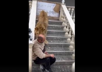 Ndodh në Shqipëri/ Luani e kafshon në qafë, burri “shpëton për fije të perit” në oborrin e shtëpisë (VIDEO)