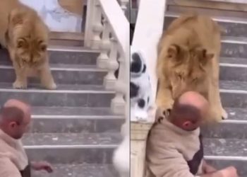 Luani që kafshoi një burrë në kokë ndodhet në Fier, policia do ta largojë nga banesa (VIDEO)