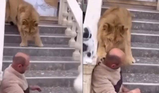 Luani që kafshoi një burrë në kokë ndodhet në Fier, policia do ta largojë nga banesa (VIDEO)