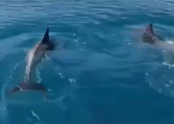Delfinët japin shfaqje për turistët në gjirin e Vlorës (VIDEO)