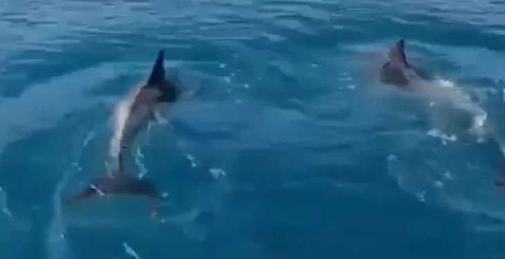 Delfinët japin shfaqje për turistët në gjirin e Vlorës (VIDEO)