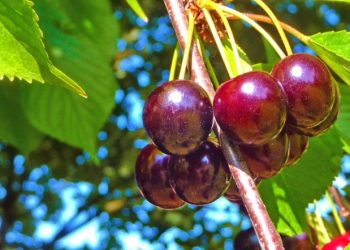 Qershitë e Drobonikut, prodhim i ulët, çmim i lartë (VIDEO)