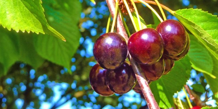 Qershitë e Drobonikut, prodhim i ulët, çmim i lartë (VIDEO)