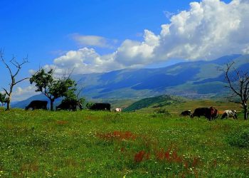 Jepte kullota me qira në kundërshtim me ligjin, e pëson kryeplaku në Dropull