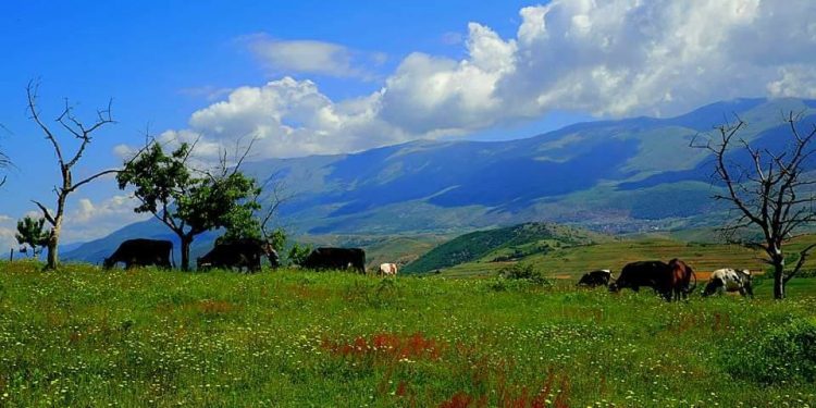 Jepte kullota me qira në kundërshtim me ligjin, e pëson kryeplaku në Dropull