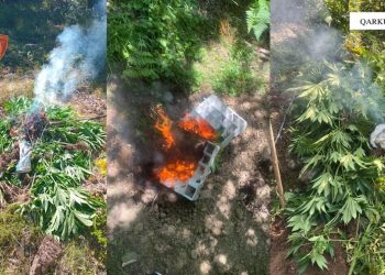 Asgjësohen 3679 fidanë dhe bimë Cannabis Sativa në Shkodër, procedohet inxhinieri i pyjeve
