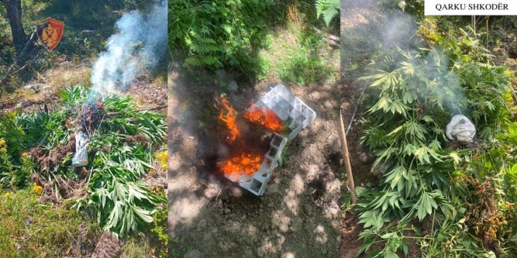 Asgjësohen 3679 fidanë dhe bimë Cannabis Sativa në Shkodër, procedohet inxhinieri i pyjeve