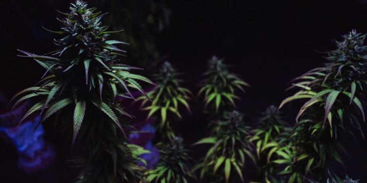 Shkatërrohet organizata e drogës në Belgjikë, në pranga 10 shqiptarë. Detaje nga operacioni