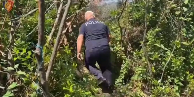 Kontrolle nga toka dhe ajri për kanabis, zbulohet plantacioni