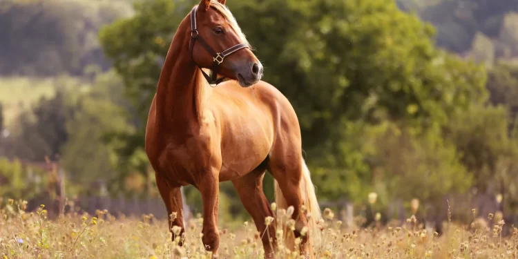 I mori kalin përmes mashtrimit, kapet 40-vjeçari nga Libohova