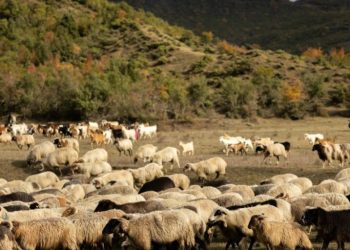 Murtaja e bagëtive përhapet në 6 bashki të Shqipërisë, e pranishme në 8 vatra