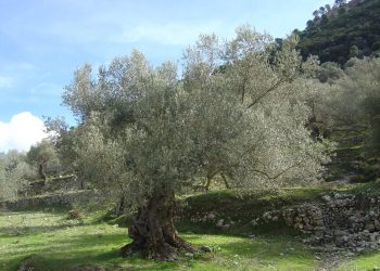 I preu ullinjtë në parcelë, nën hetim 50-vjeçari nga Memaliaj