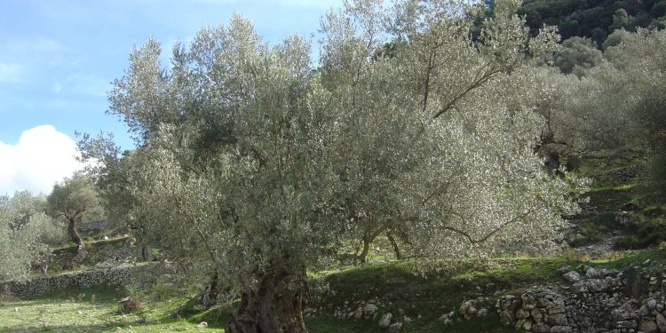 I preu ullinjtë në parcelë, nën hetim 50-vjeçari nga Memaliaj