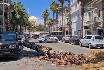 Rrëzohet palma në mes të bulevardit në Durrës, rrezikohen kalimtarët