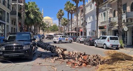 Rrëzohet palma në mes të bulevardit në Durrës, rrezikohen kalimtarët