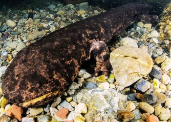 Shkencëtarët të habitur nga fosili i salamandrës më të madhe të zbuluar ndonjëherë