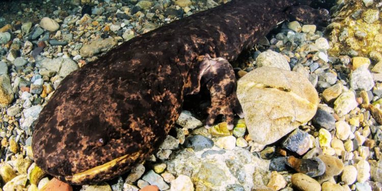 Shkencëtarët të habitur nga fosili i salamandrës më të madhe të zbuluar ndonjëherë