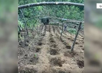 Asgjësohen mbi 2 mijë bimë kanabisi në Shkodër, në hetim 4 persona. Mes tyre dhe inxhinieri i pyjeve