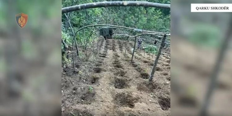Asgjësohen mbi 2 mijë bimë kanabisi në Shkodër, në hetim 4 persona. Mes tyre dhe inxhinieri i pyjeve