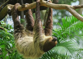 Historia e pabesueshme e përtacëve 6 metra të gjatë dhe çfarë shkaktoi zhdukjen e tyre