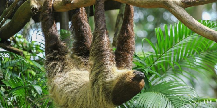 Historia e pabesueshme e përtacëve 6 metra të gjatë dhe çfarë shkaktoi zhdukjen e tyre