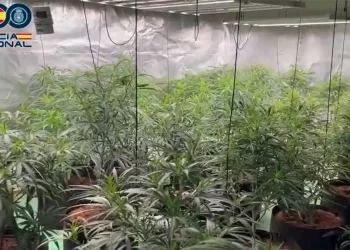 Trafik droge Spanjë-Angli, goditet grupi shqiptar, arrestohen 5 persona