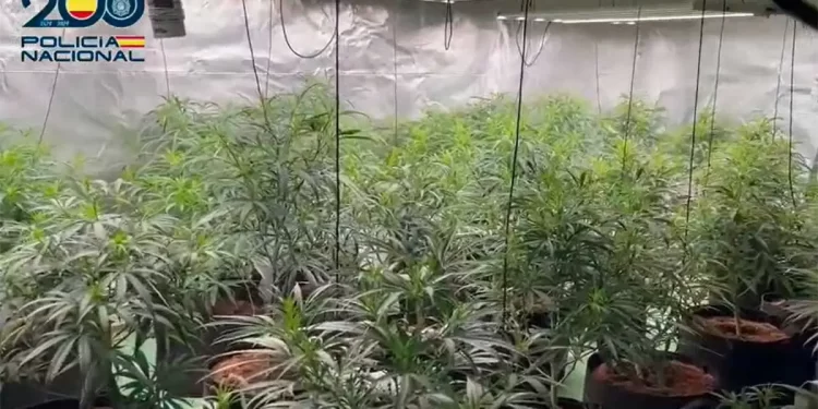 Trafik droge Spanjë-Angli, goditet grupi shqiptar, arrestohen 5 persona