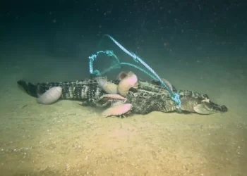 Shkencëtarët zbulojnë një racë të re monstruoze të ‘krimbave zombi’ që mund të gllabërojnë aligatorë të tërë