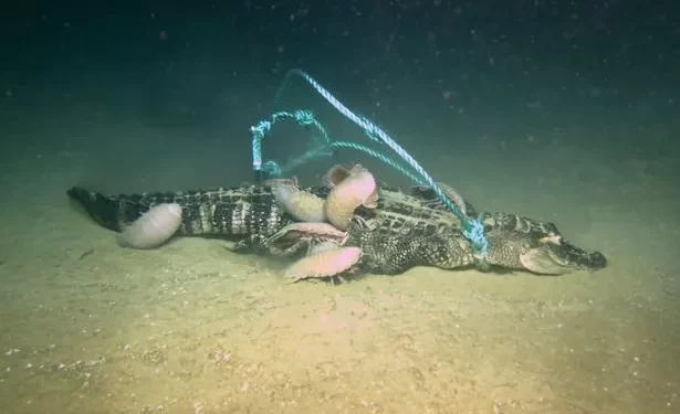 Shkencëtarët zbulojnë një racë të re monstruoze të ‘krimbave zombi’ që mund të gllabërojnë aligatorë të tërë