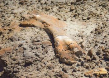 Një djalë 12-vjeçar zbulon fosile dinosauri 69 milionë vjeçar gjatë një shëtitjeje në Alberta të Kanadasë