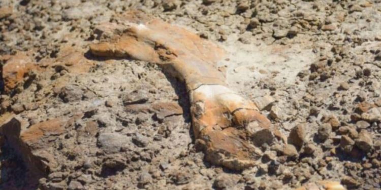 Një djalë 12-vjeçar zbulon fosile dinosauri 69 milionë vjeçar gjatë një shëtitjeje në Alberta të Kanadasë