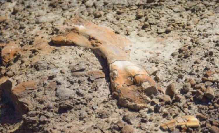 Një djalë 12-vjeçar zbulon fosile dinosauri 69 milionë vjeçar gjatë një shëtitjeje në Alberta të Kanadasë