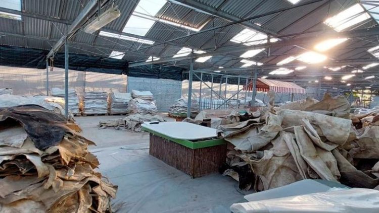 Goditet grupi kriminal në Greqi, në pranga edhe shqiptarë! Si e trafikonin drogën