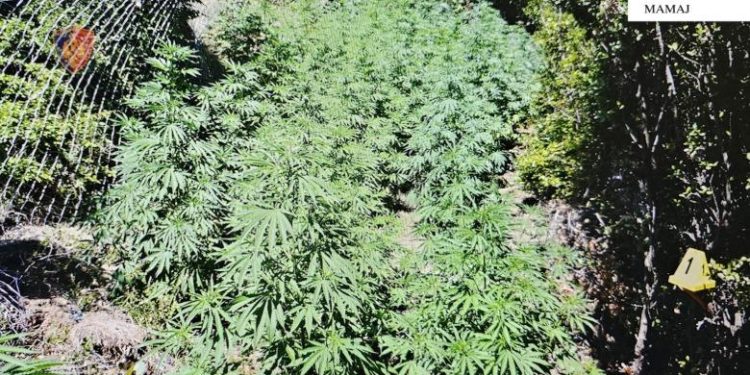 ‘Koordinata’ zbulon dy parcela me 195 rrënjë hashashi në Progonat e Mamaj, nis hetimi për autorët 