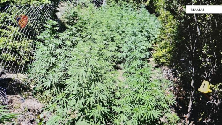 ‘Koordinata’ zbulon dy parcela me 195 rrënjë hashashi në Progonat e Mamaj, nis hetimi për autorët 