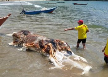 Një “përbindësh” i paidentifikuar del në një plazh të Malajzisë