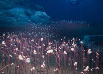 Zbulohen “oazë të gjallë” me qenie që “hanë” kimikate 10 000 m nën ujë