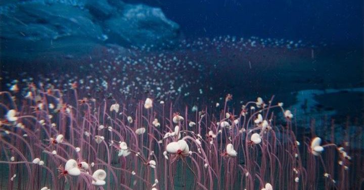 Zbulohen “oazë të gjallë” me qenie që “hanë” kimikate 10 000 m nën ujë