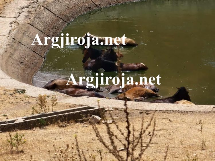 Alarm në Dropull/ 10 kuaj mbyten në lerën e bagëtive mbi Jorgucat, thirrje për ndihmë (Pamje të rënda)