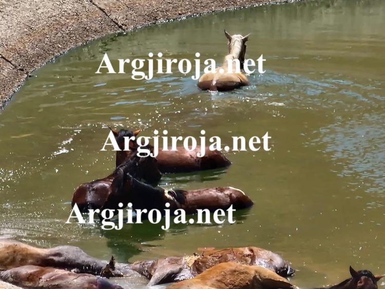 Alarm në Dropull/ 10 kuaj mbyten në lerën e bagëtive mbi Jorgucat, thirrje për ndihmë (Pamje të rënda)